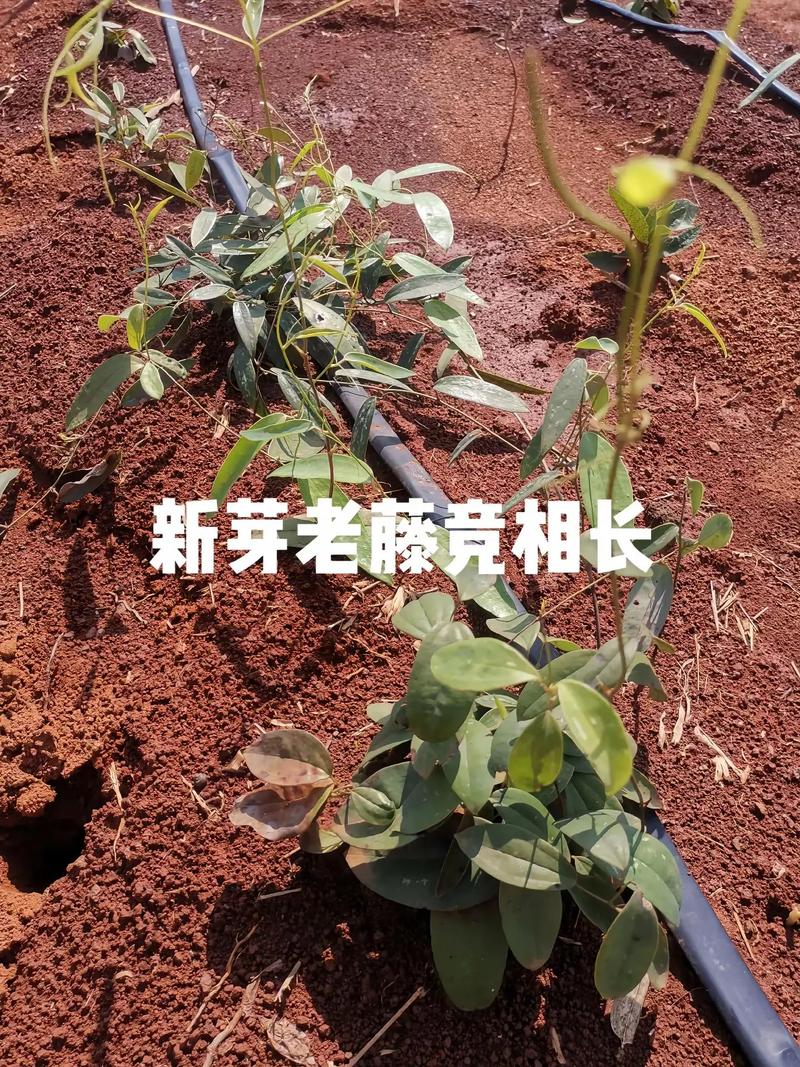 茯苓复式种植技术要点有哪些？-图2