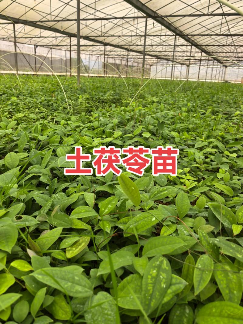茯苓复式种植技术要点有哪些？-图3