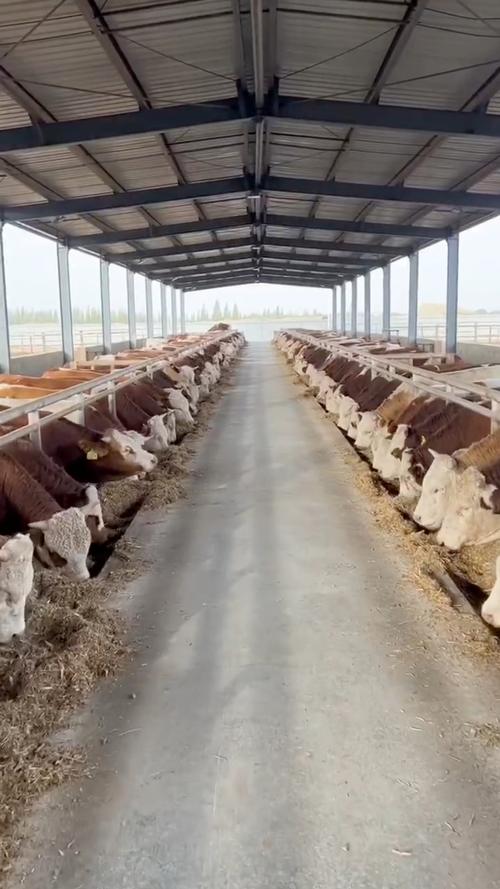 现代养牛技术视频如何高效播放学习？-图1