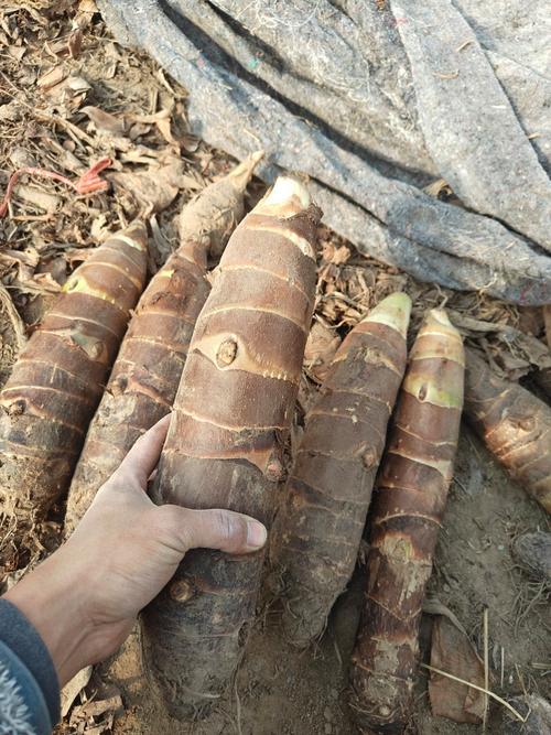 芋头各种品种图片大全-图1