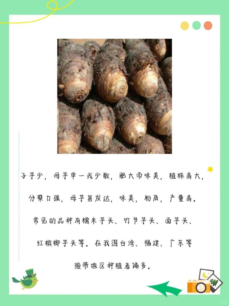 芋头各种品种图片大全-图2