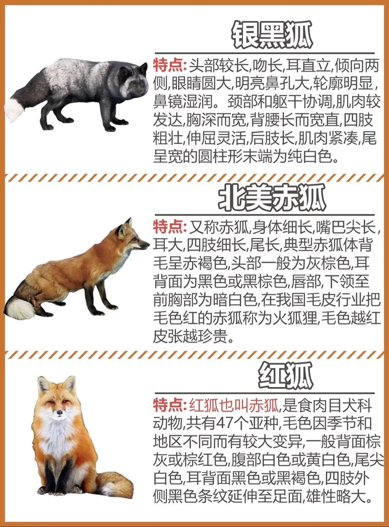 狐狸品种有哪些？看图识狐全在这-图2