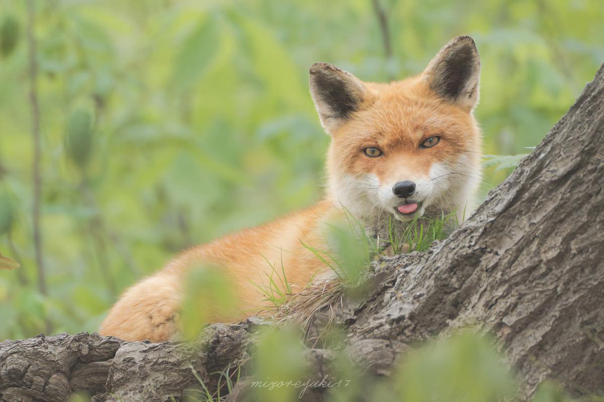 狐狸品种有哪些？看图识狐全在这-图3
