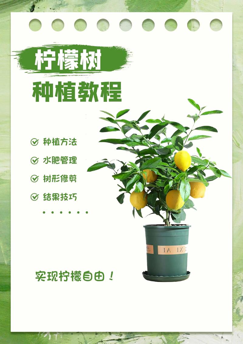 柠檬高产种植技术视频，如何实现高效种植？-图1