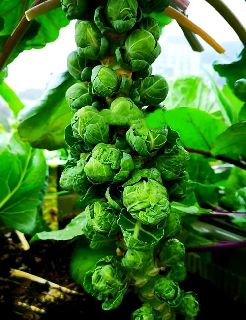 夏季甘蓝高产种植技术-图1