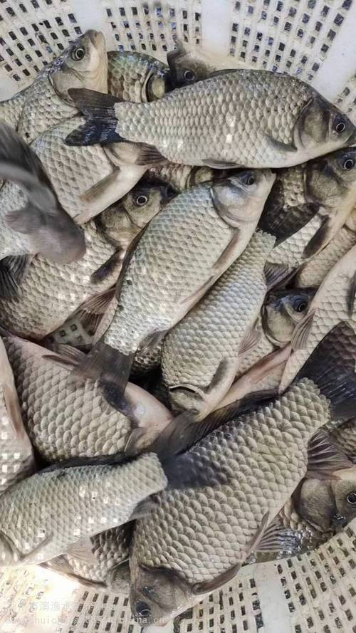 鲫鱼养殖技术视频，如何高效养殖？-图1