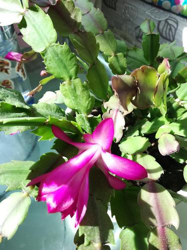 指甲莲花怎么养才好?-图1 指甲莲花怎么养才好?-图1