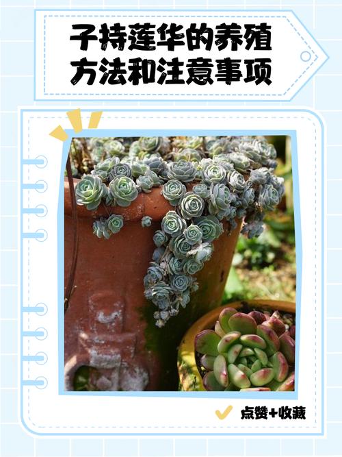 指甲莲花怎么养才好?-图2 指甲莲花怎么养才好?-图2