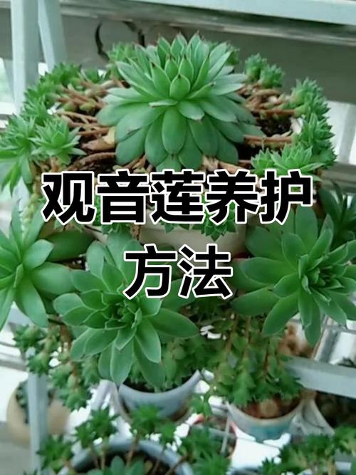 指甲莲花怎么养才好?-图3 指甲莲花怎么养才好?-图3