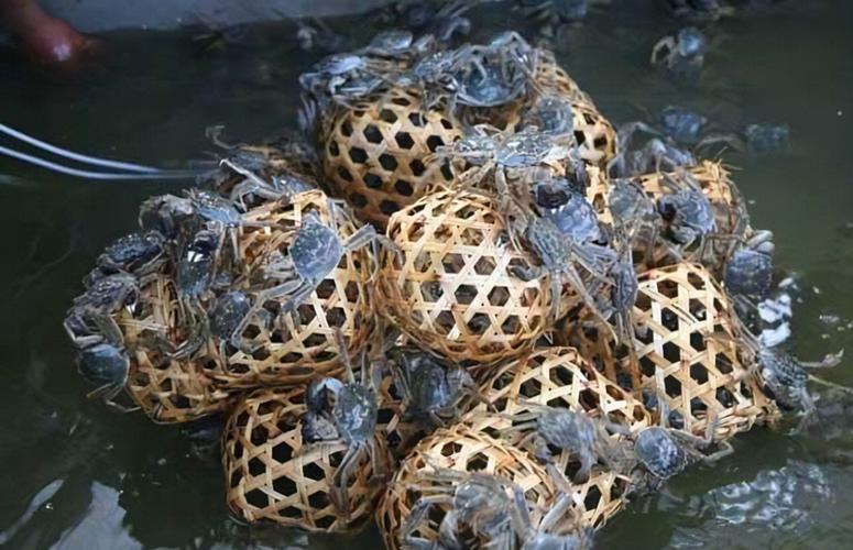 北方河蟹如何安全过冬？-图2