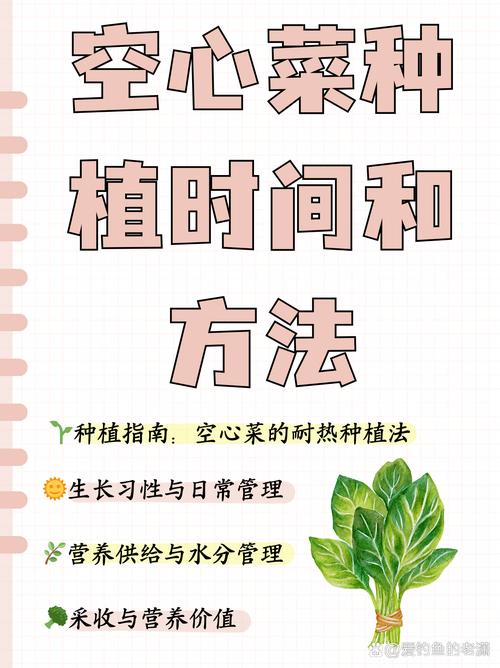 种植菜心怎样种植技术-图2