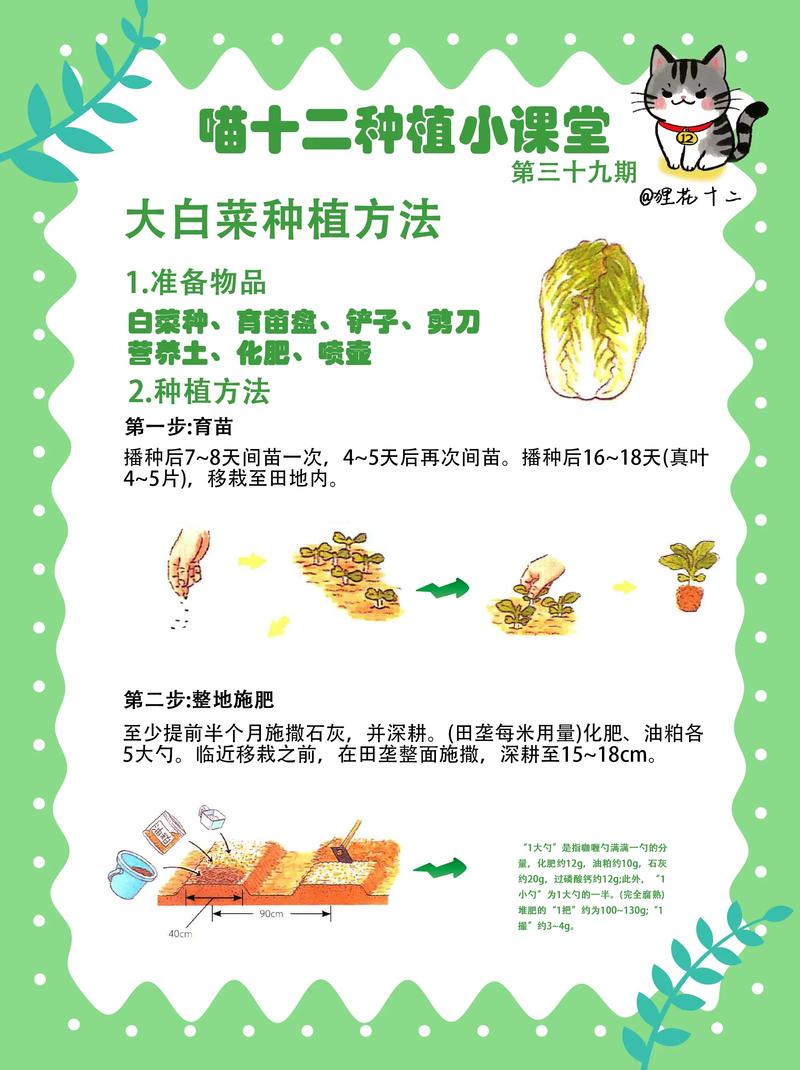 种植菜心怎样种植技术-图3