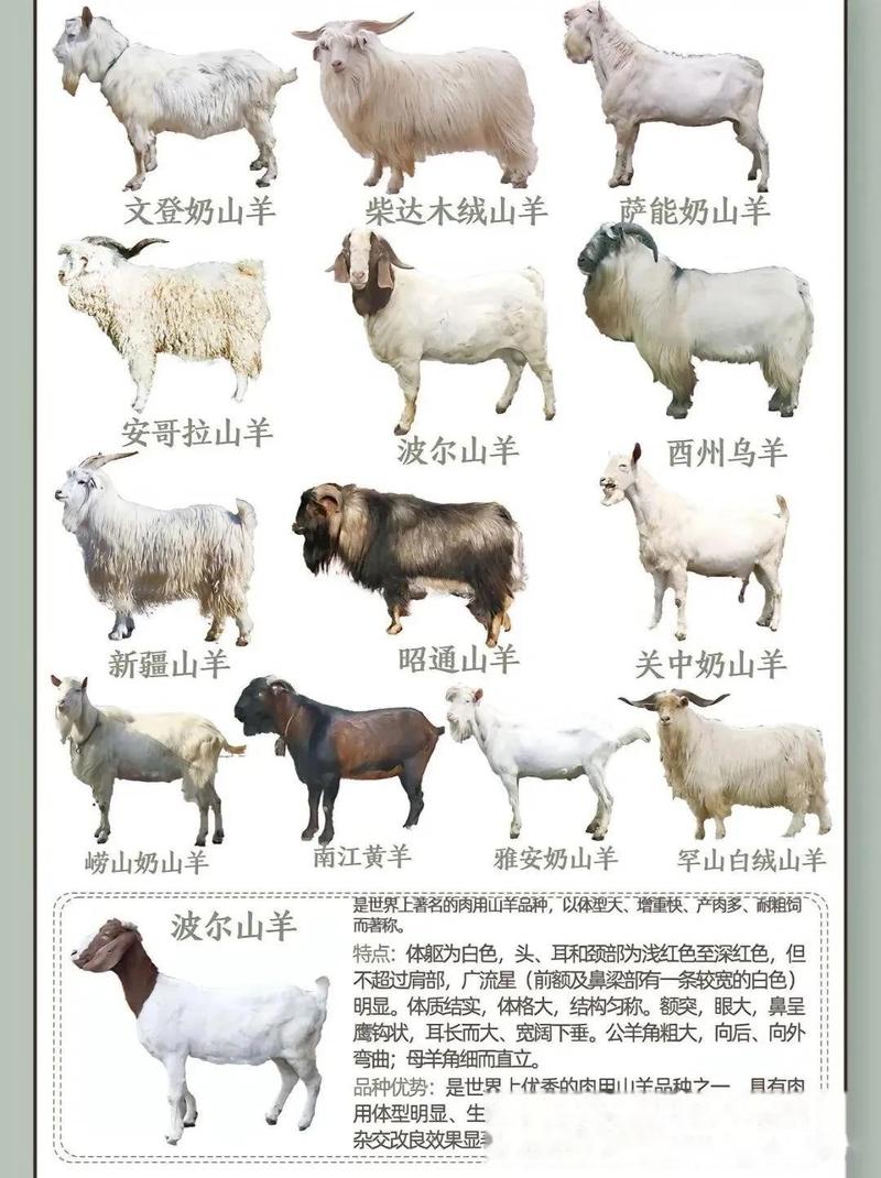 山羊几个品种图片大全-图2