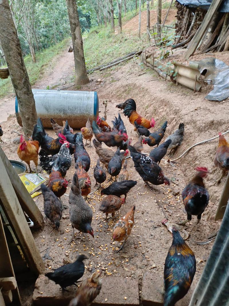 陕西土鸡养殖选什么品种好？-图2