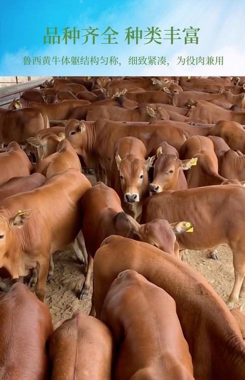 什么品种黄牛打架最厉害？-图1