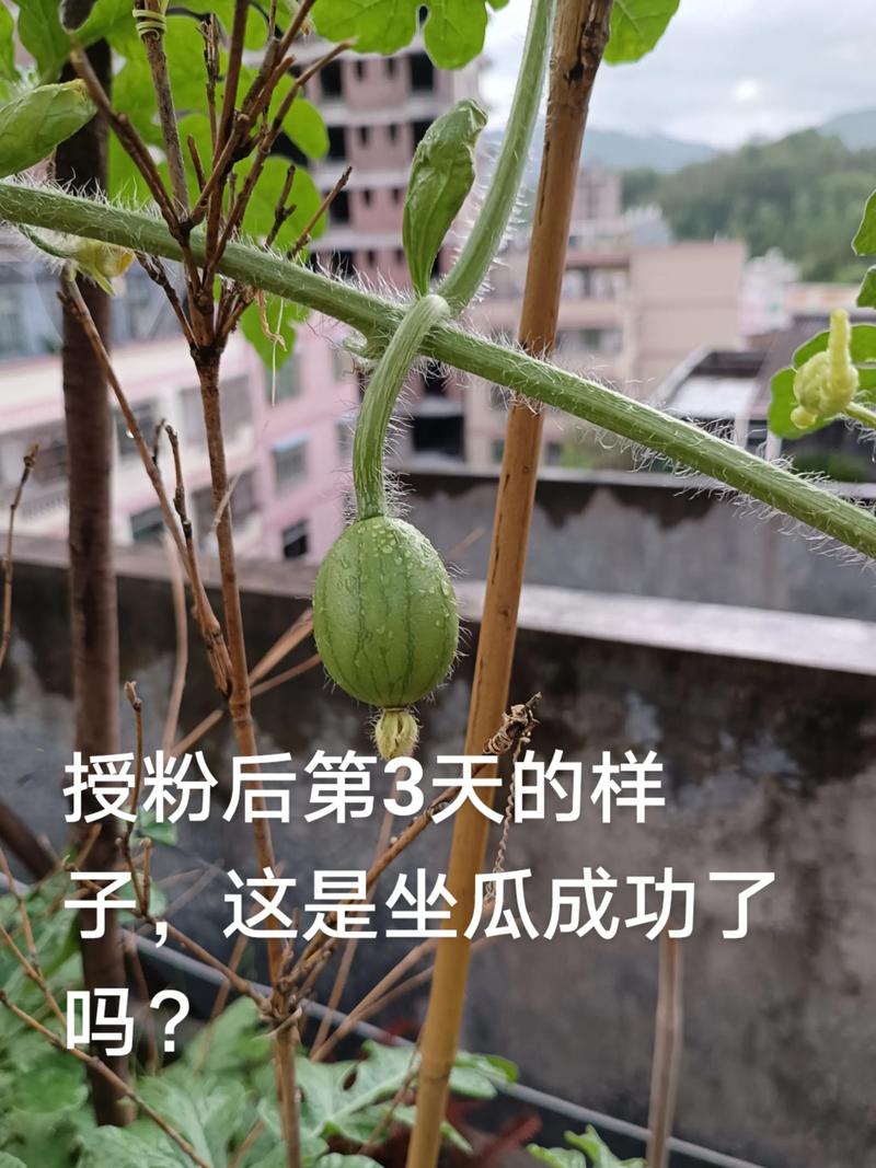 楼顶种西瓜视频，关键技术有哪些？-图2