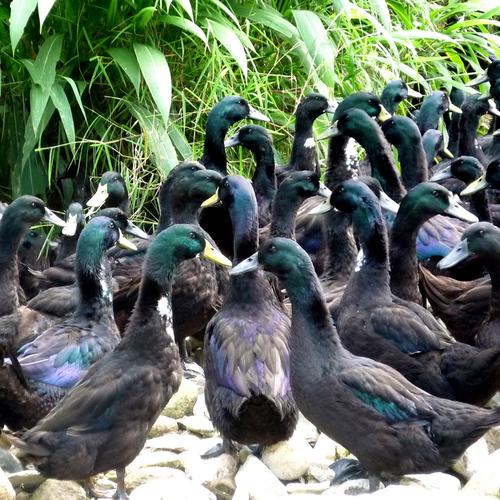 广西鸭子品种有哪些？-图1