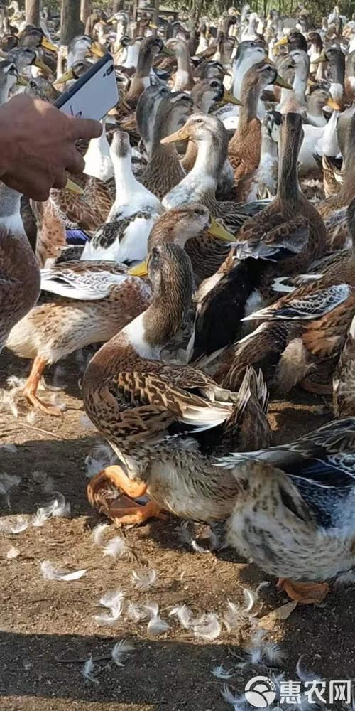 广西鸭子品种有哪些？-图2