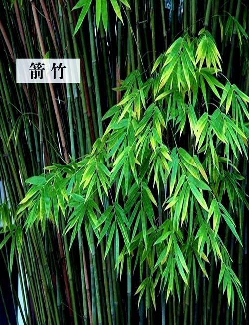 哪些竹子品种能食用？-图1