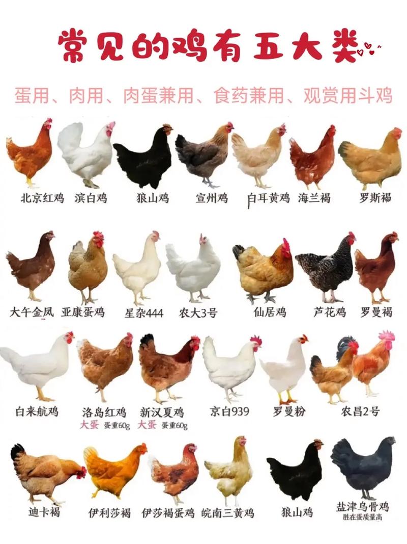 快速养鸡应选什么品种-图1