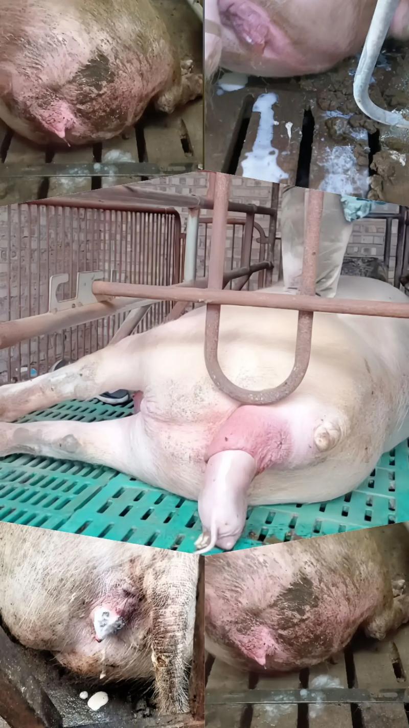 母猪怀孕后期如何精细管理？-图1