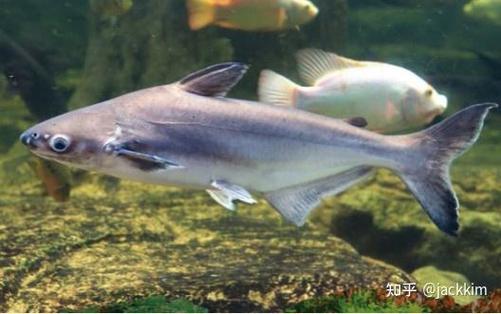 养殖淡水鲨鱼技术要求-图2