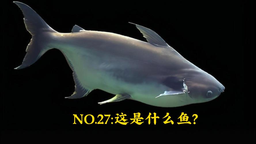 养殖淡水鲨鱼技术要求-图3