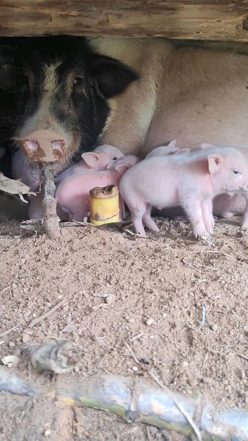 杂交母猪品种图片，哪种更优秀？-图1