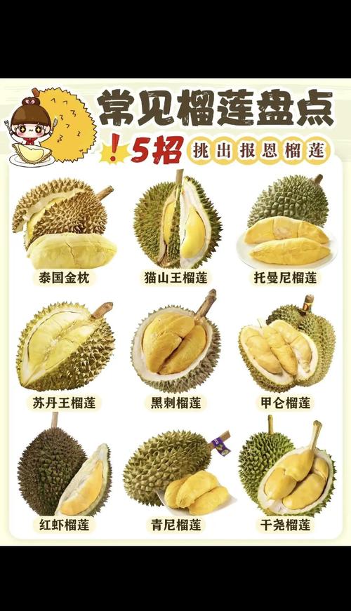 现在榴莲都有哪些品种？-图1