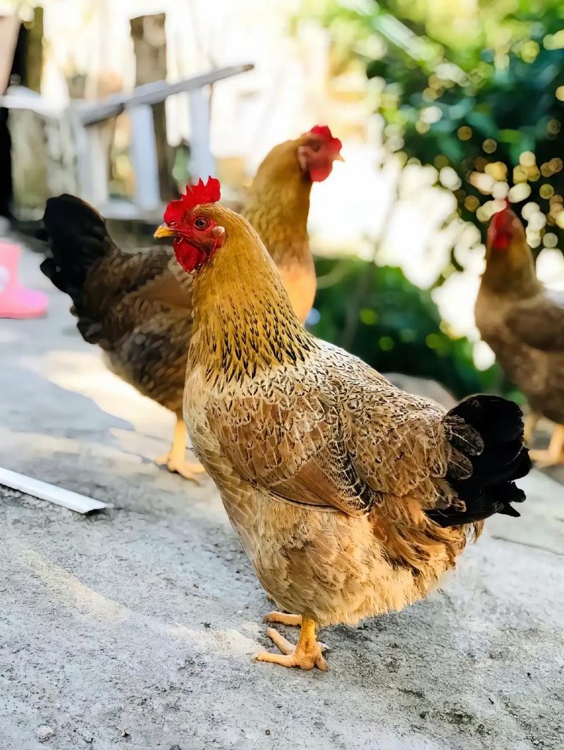 中国最大最重土鸡品种有多重？-图2