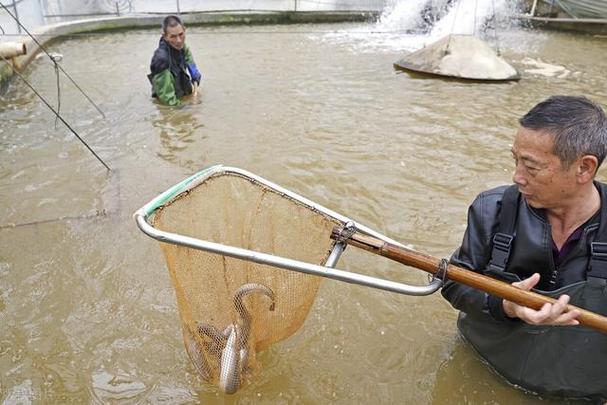 鳗鱼淡水养殖技术有哪些关键点？-图2