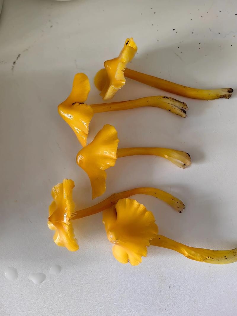 常见蘑菇品种有哪些？附图片对比识别。-图1