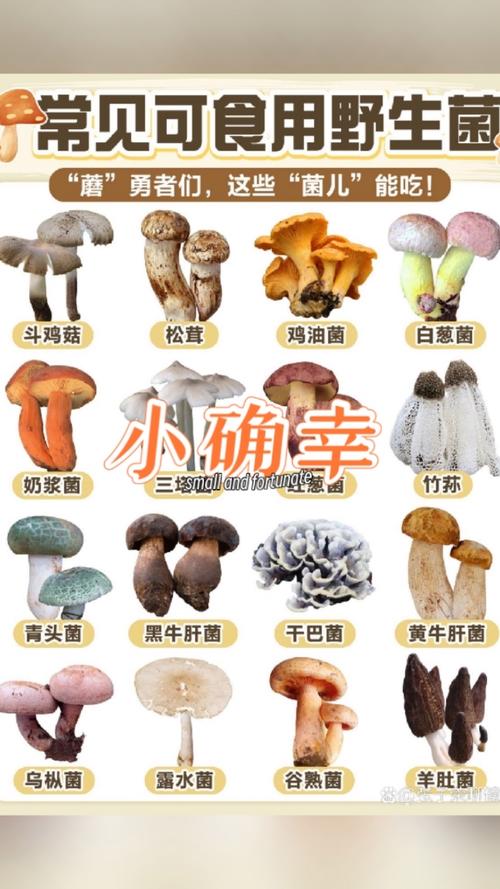 常见蘑菇品种有哪些？附图片对比识别。-图2