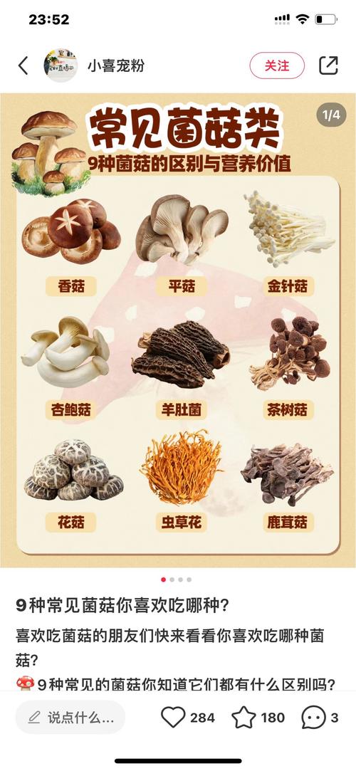 常见蘑菇品种有哪些？附图片对比识别。-图3