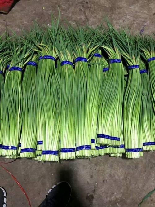 2025金乡蒜苔价格会涨还是跌？-图1