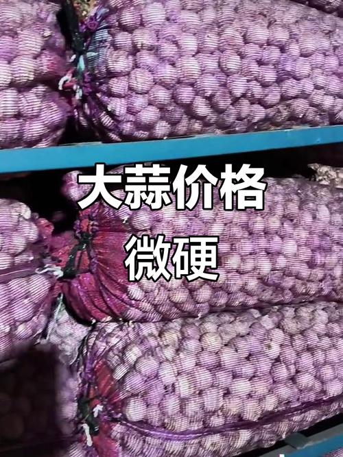 2025金乡蒜苔价格会涨还是跌？-图2