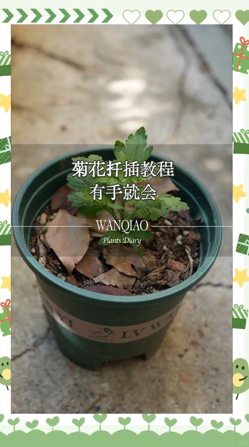想学种花技术，去哪里学最靠谱？-图1