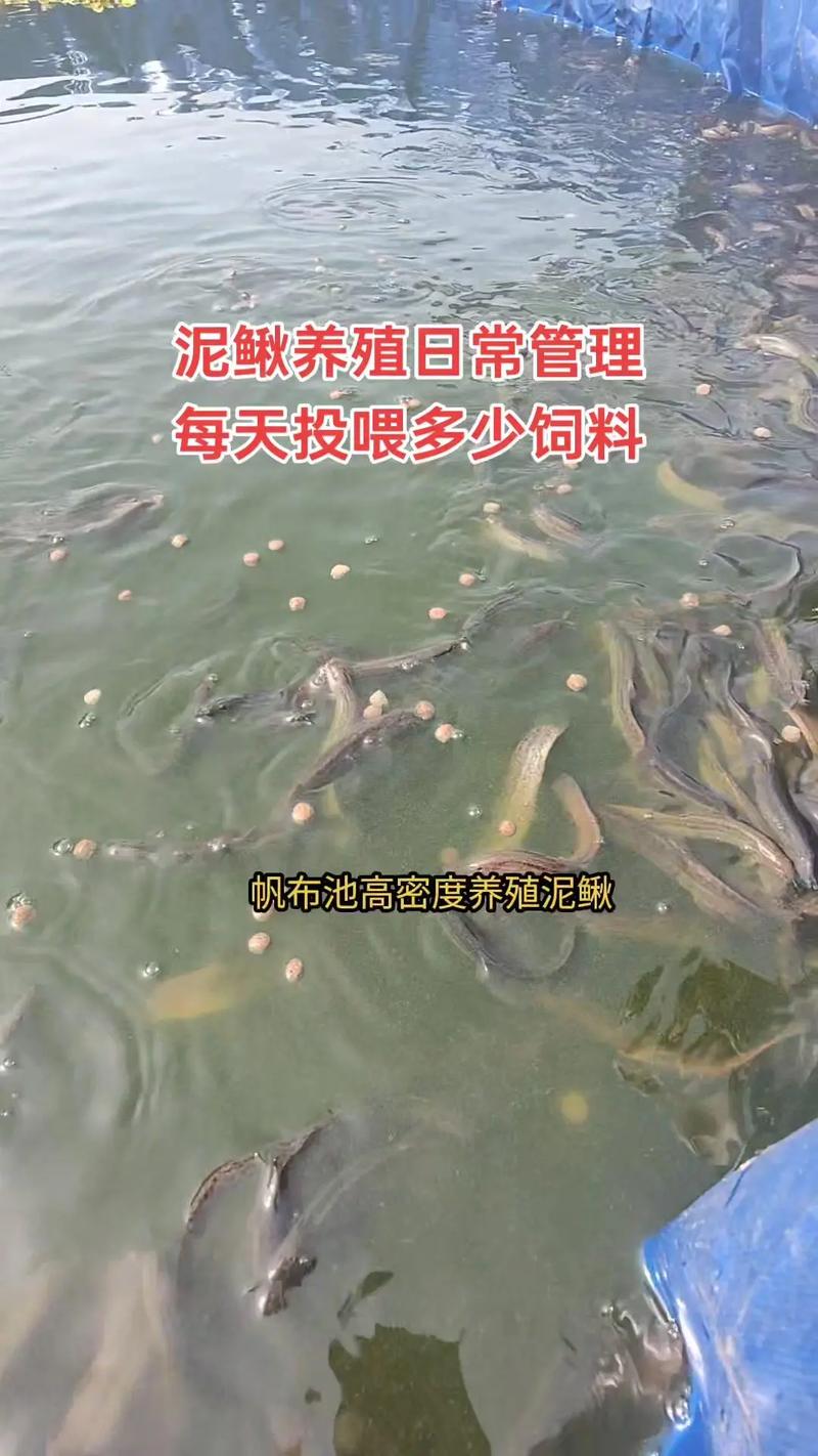 室内高效养泥鳅，关键技术和难点是什么？-图1