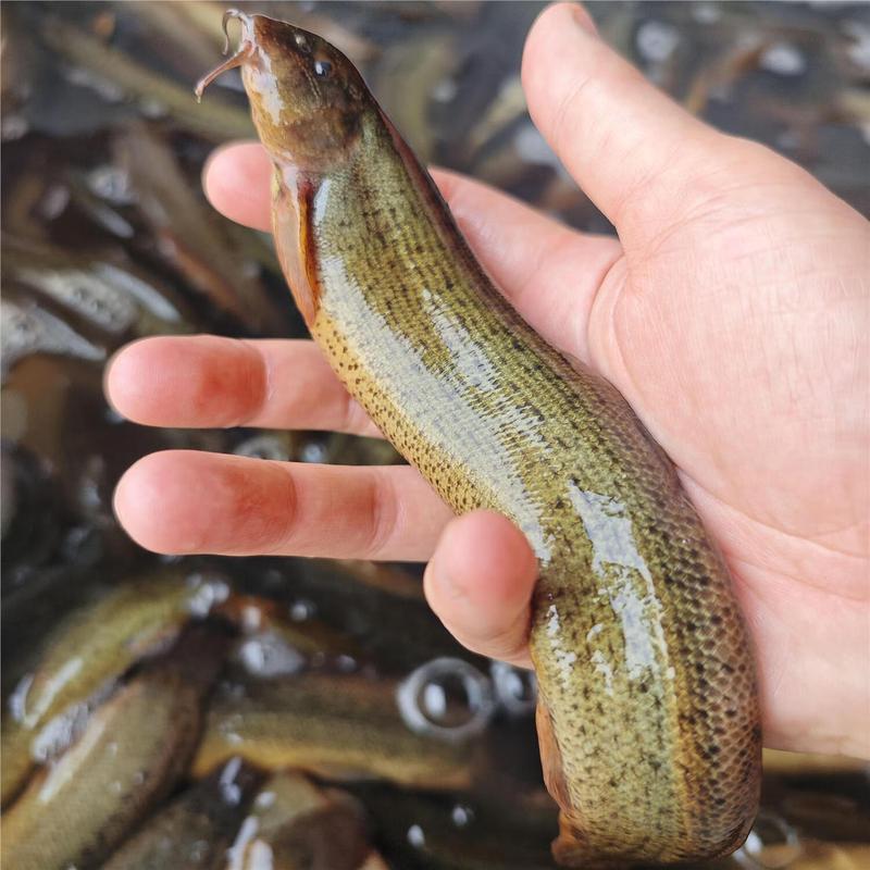 室内高效养泥鳅，关键技术和难点是什么？-图2