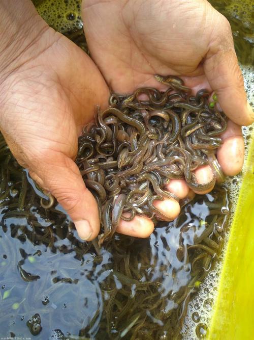 室内高效养泥鳅，关键技术和难点是什么？-图3