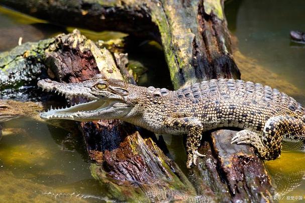 中国养殖鳄鱼什么品种-图2