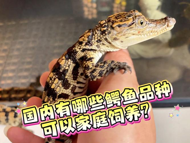 中国养殖鳄鱼什么品种-图3