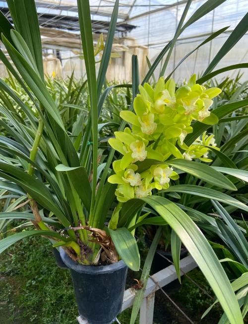 兰花蕙兰常见品种有哪些？-图1