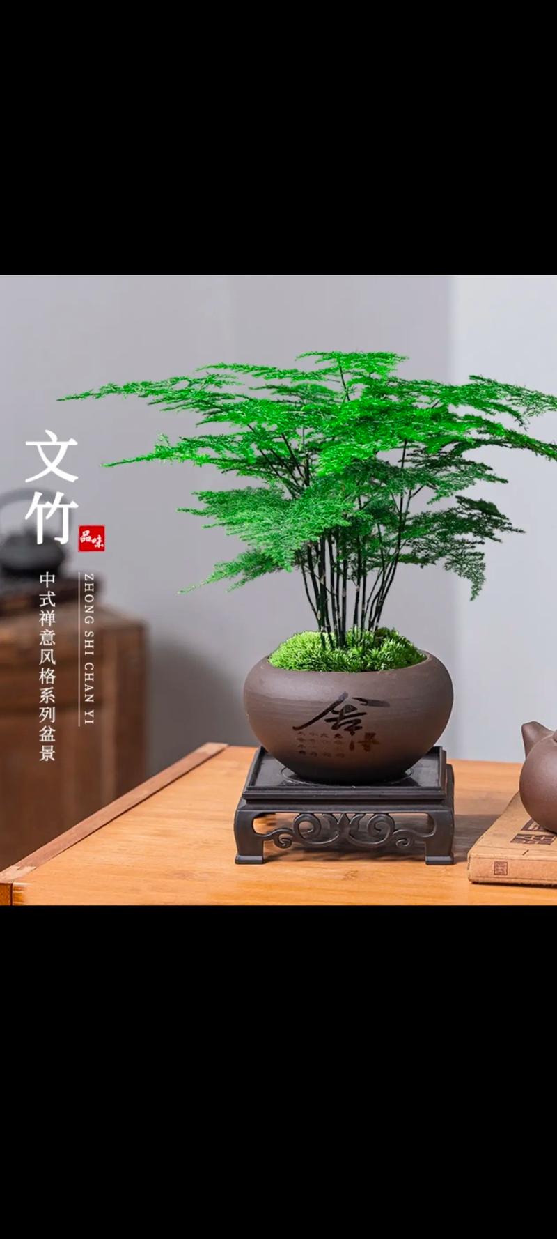 哪些竹子适合室内盆栽？-图1