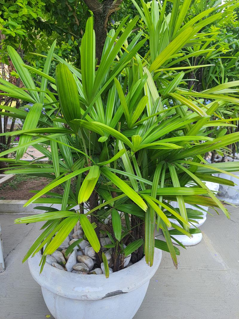 哪些竹子适合室内盆栽？-图3