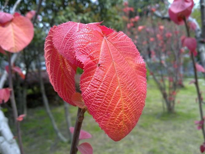 红叶蓝莓是哪个品种？-图1