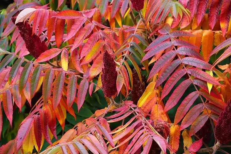 红叶蓝莓是哪个品种？-图3