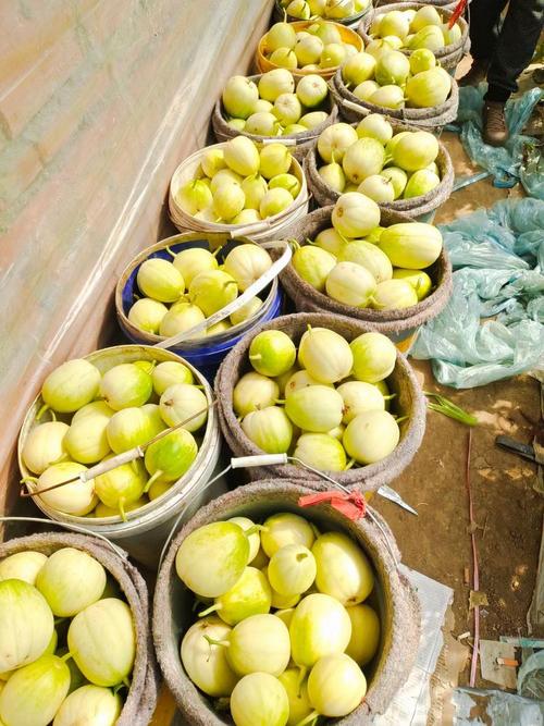 辽宁适合种哪些香瓜品种?-图1 辽宁适合种哪些香瓜品种?-图1