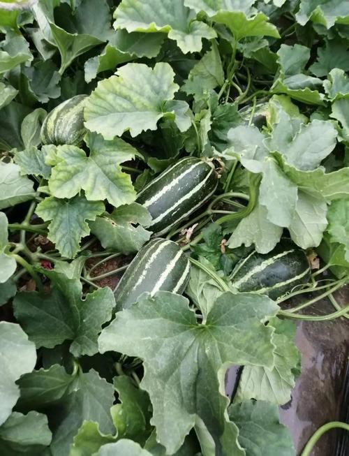 辽宁适合种哪些香瓜品种?-图2 辽宁适合种哪些香瓜品种?-图2