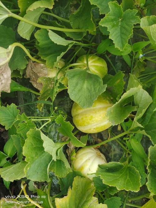 辽宁适合种哪些香瓜品种?-图3 辽宁适合种哪些香瓜品种?-图3